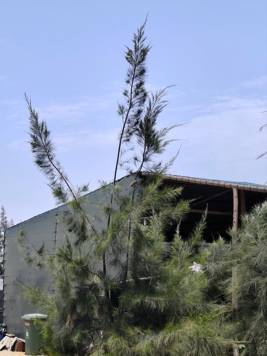 Long-tailed Mockingbird - ML642771960