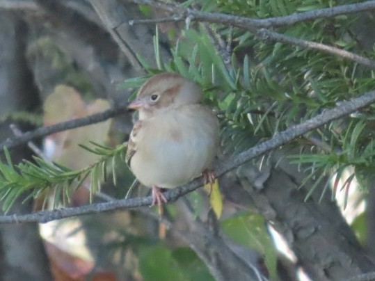 Field Sparrow - ML642771962