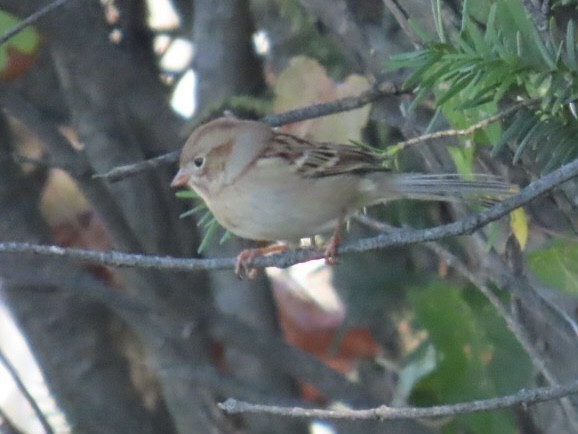 Field Sparrow - ML642771963