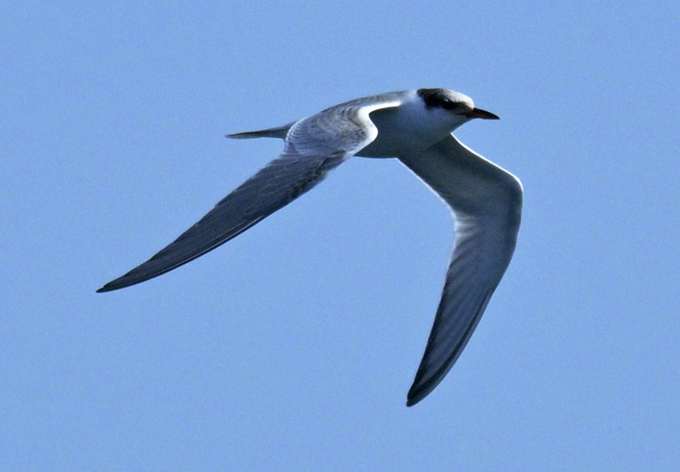 Common Tern - ML642771971