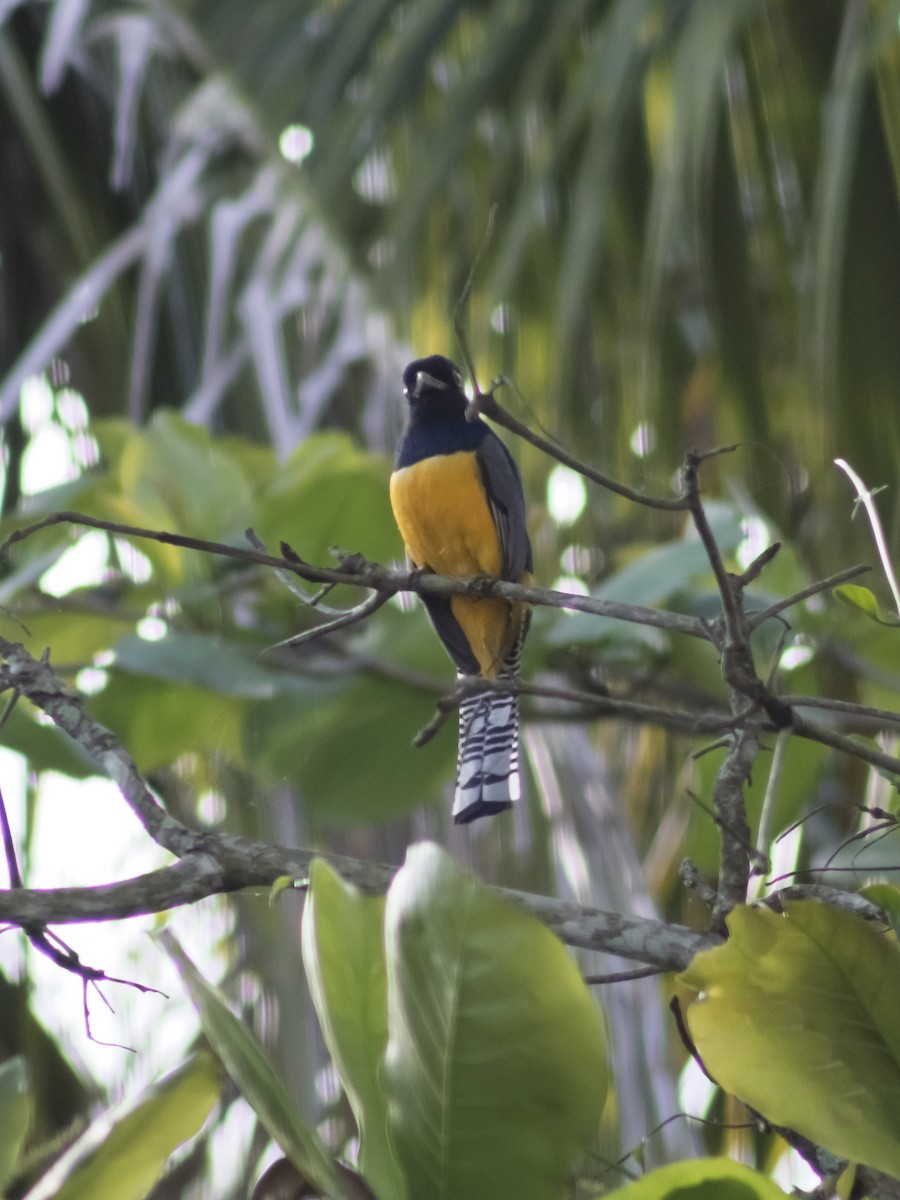 monokkeltrogon - ML642771975
