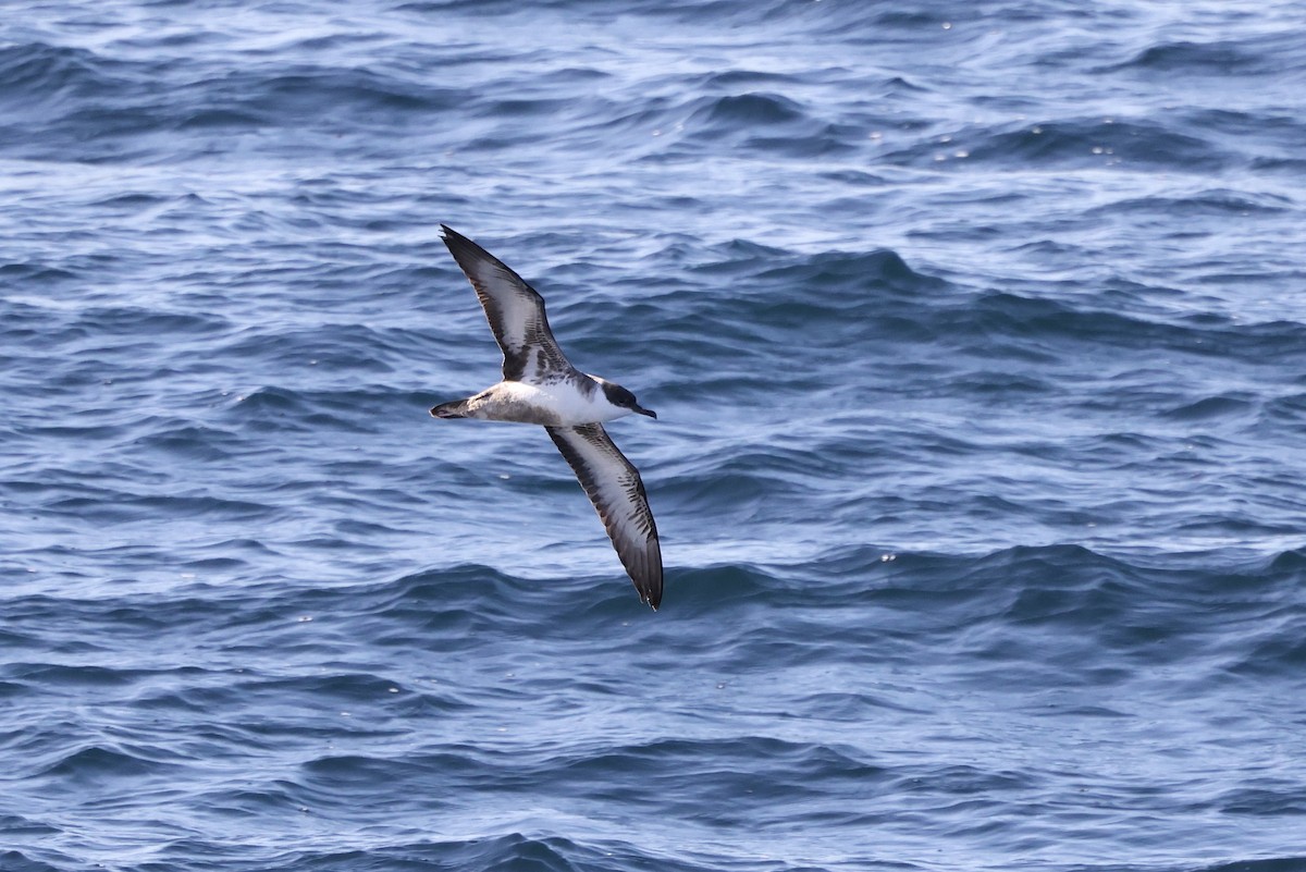 Great Shearwater - ML642771992