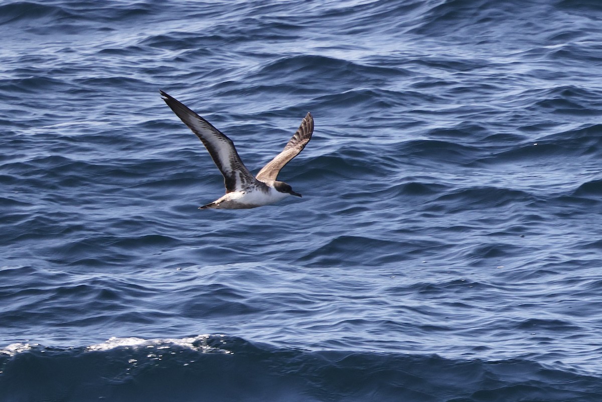 Great Shearwater - ML642771993