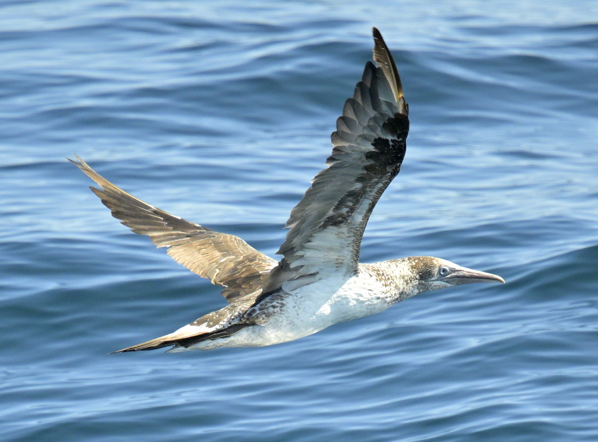 Northern Gannet - ML642771998