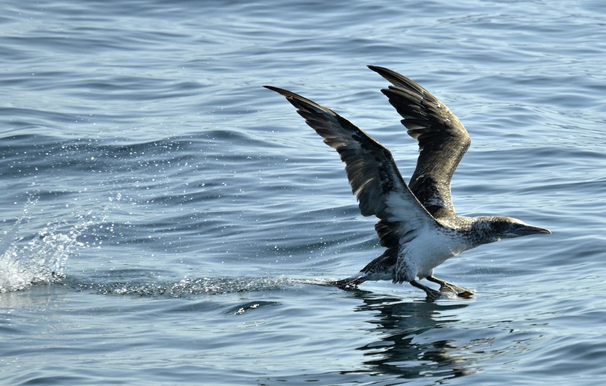 Northern Gannet - ML642771999