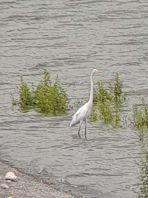 Great Egret - ML642772004