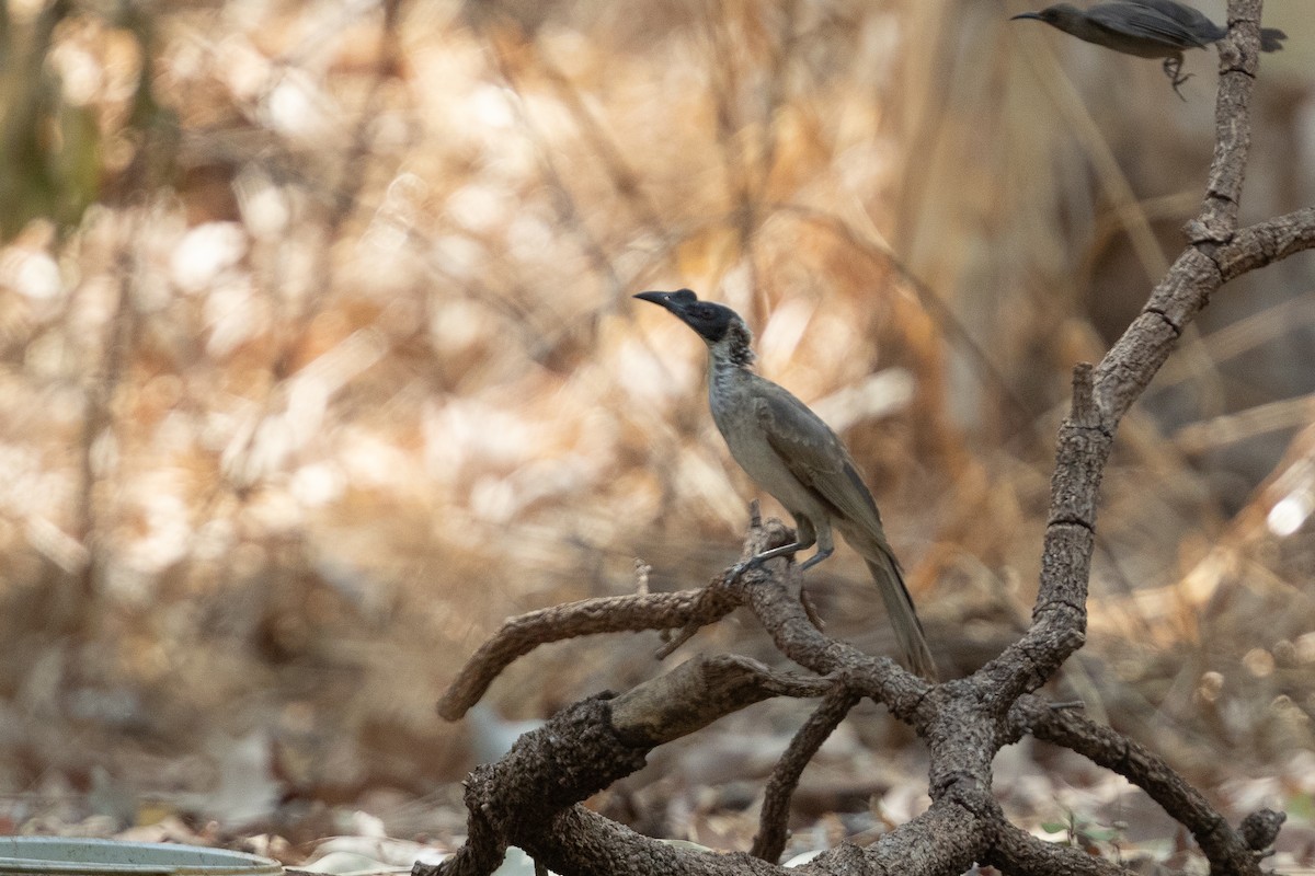 Silver-crowned Friarbird - ML642772012