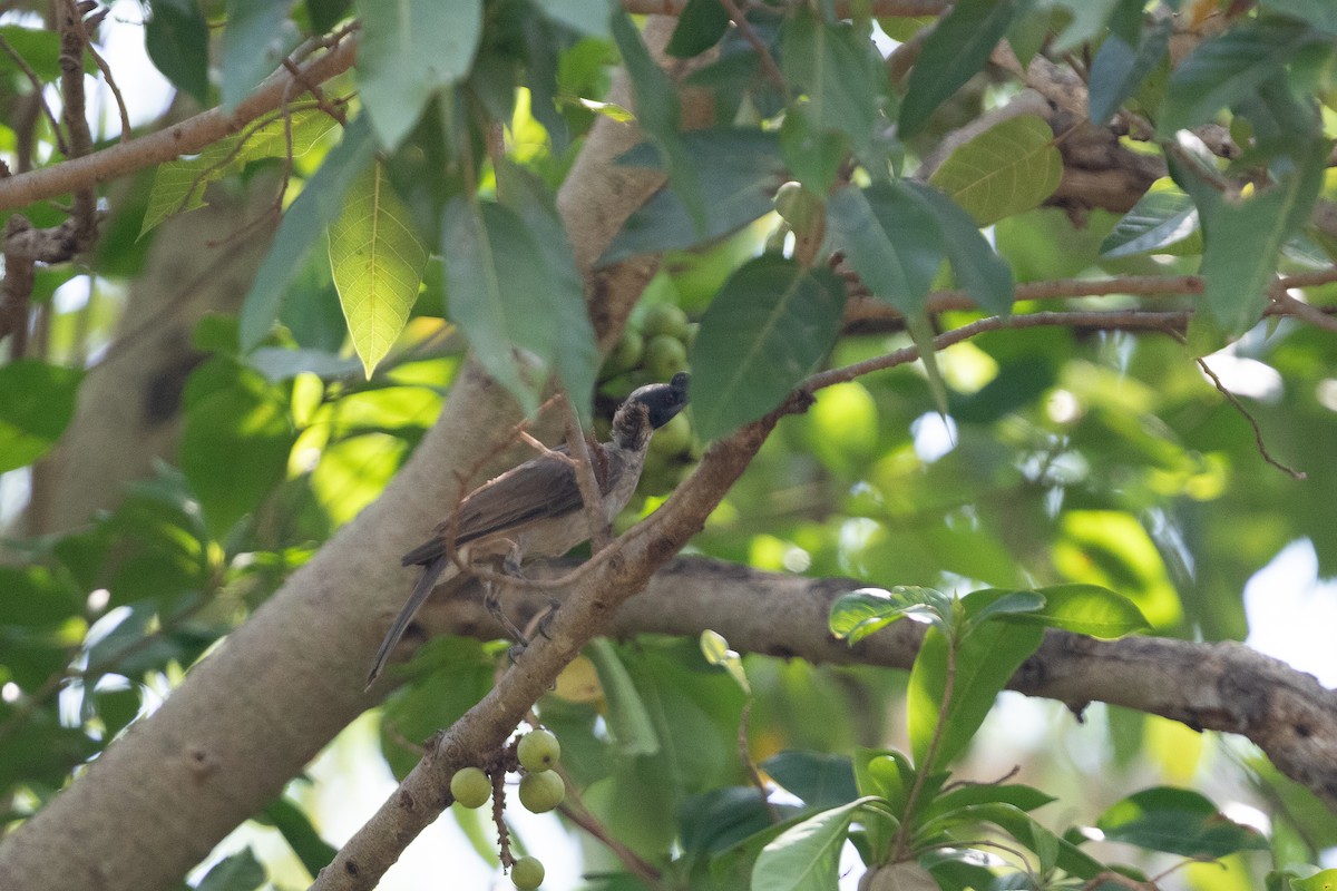 Silver-crowned Friarbird - ML642772013