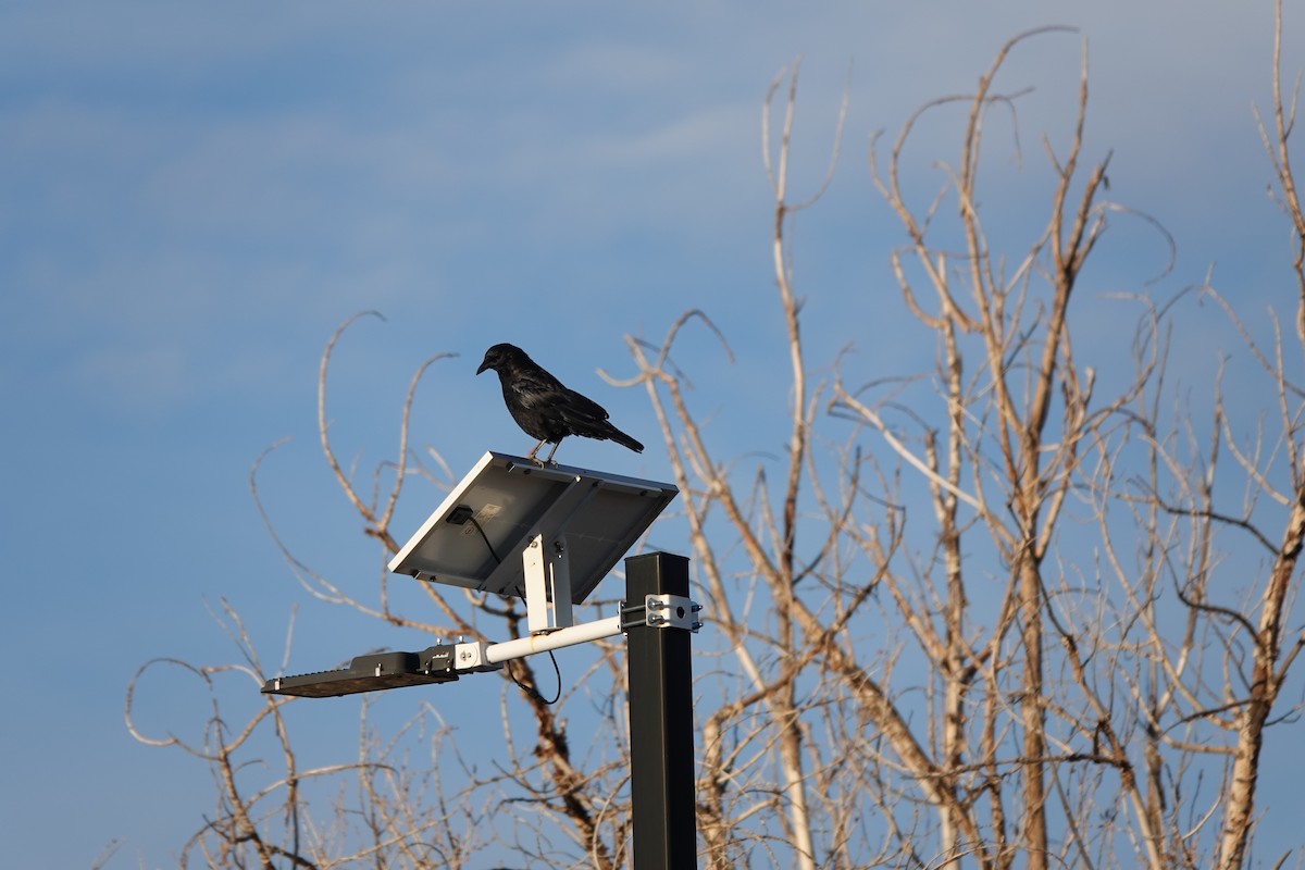 American Crow - ML642772017