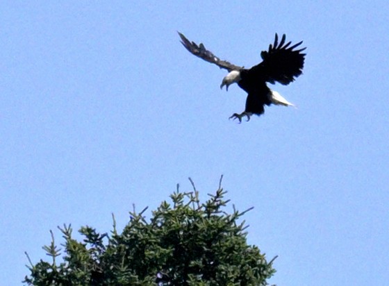 Bald Eagle - ML642772023