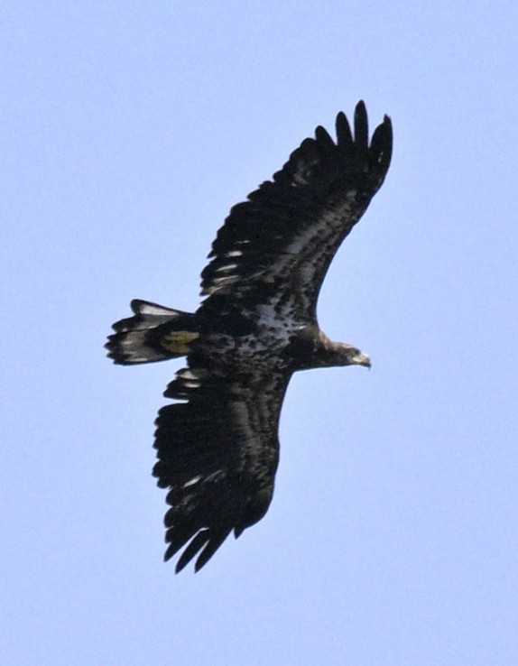 Bald Eagle - ML642772024
