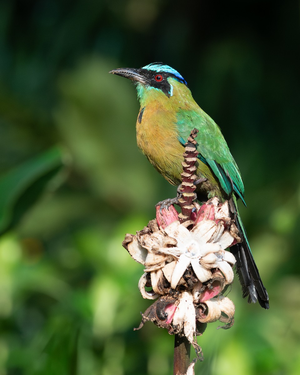 Lesson's Motmot - Kenta Togo