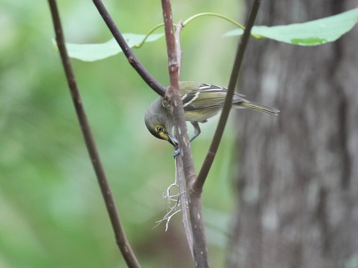 White-eyed Vireo - Melanie Crawford