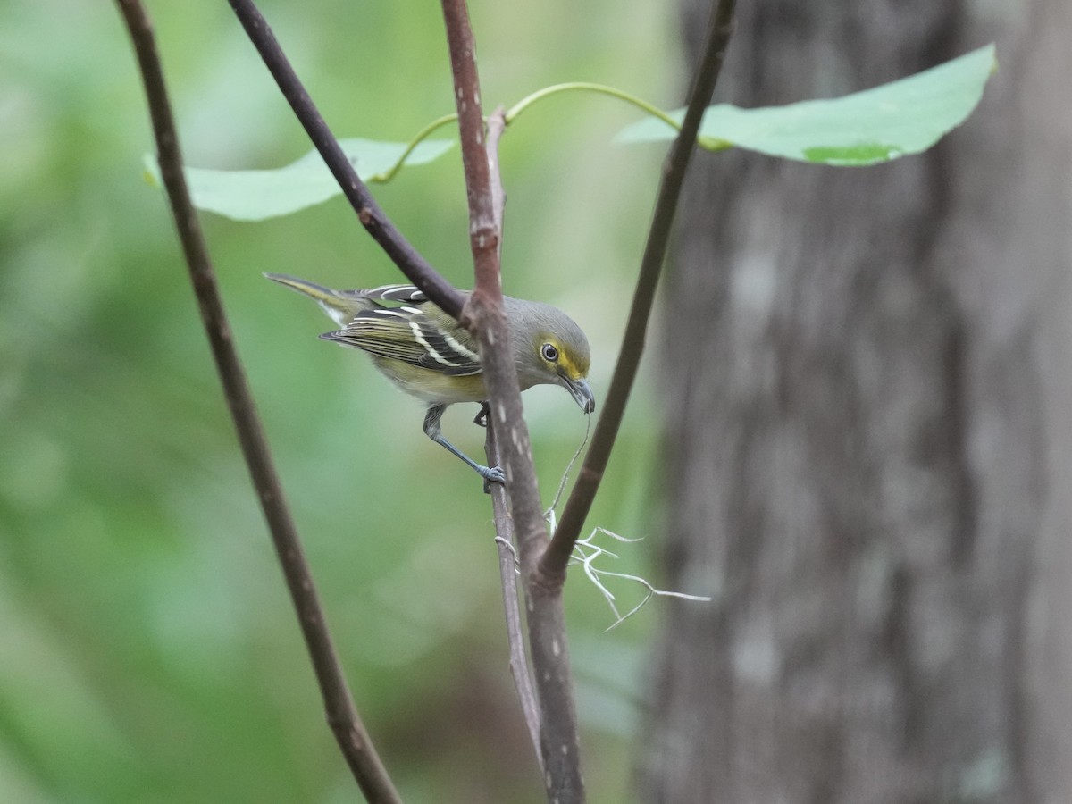 White-eyed Vireo - Melanie Crawford