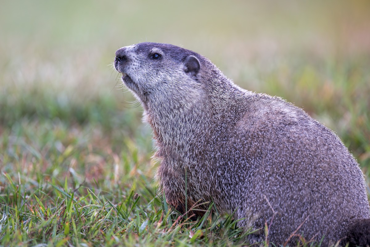 Groundhog - ML642772034