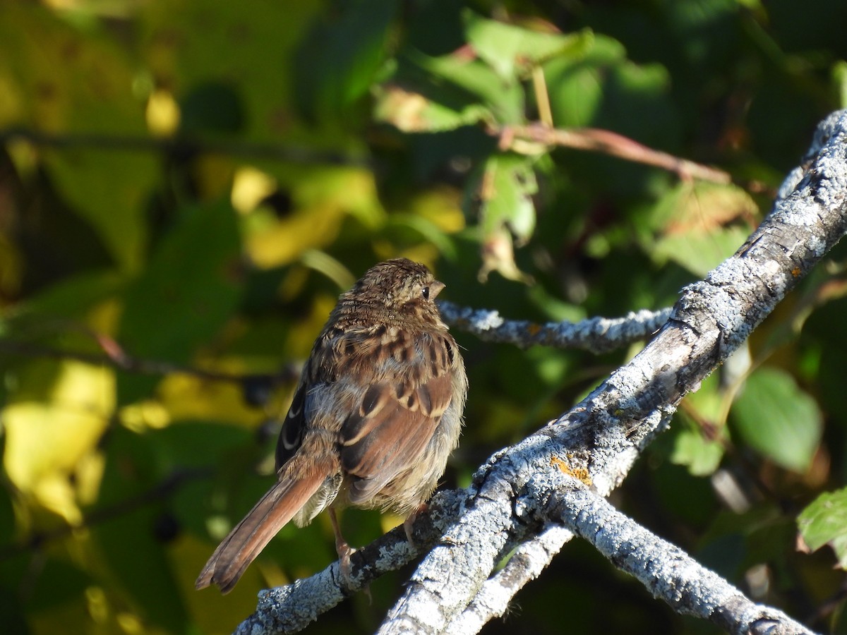 Swamp Sparrow - André Labelle