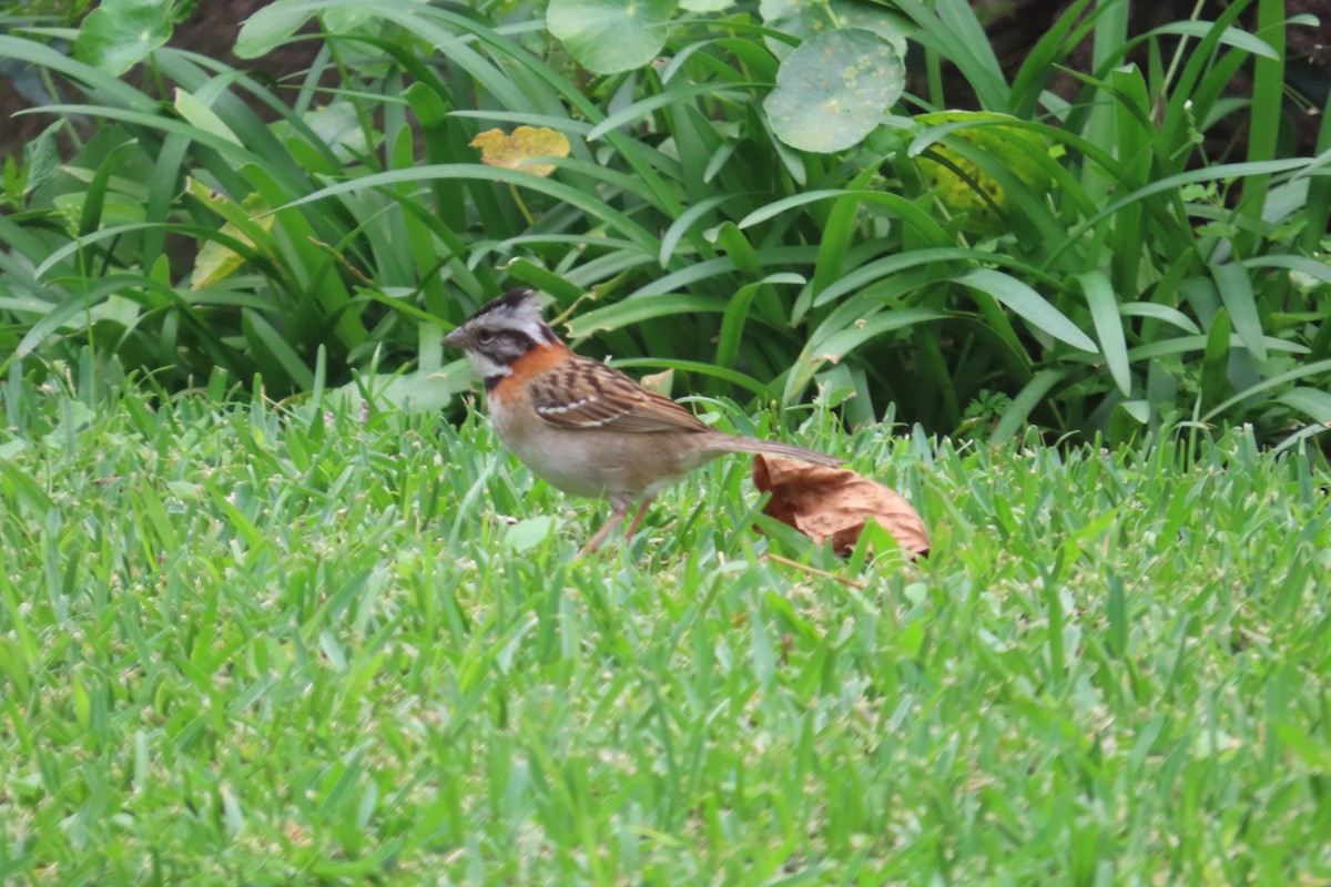 Rufous-collared Sparrow - ML642772037
