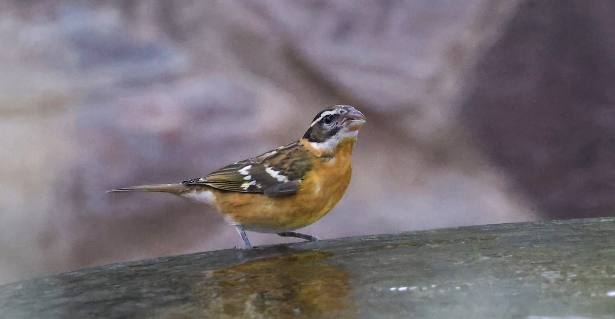 Black-headed Grosbeak - ML642772044
