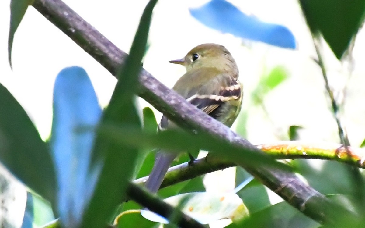 Empidonax sp. - ML642772045