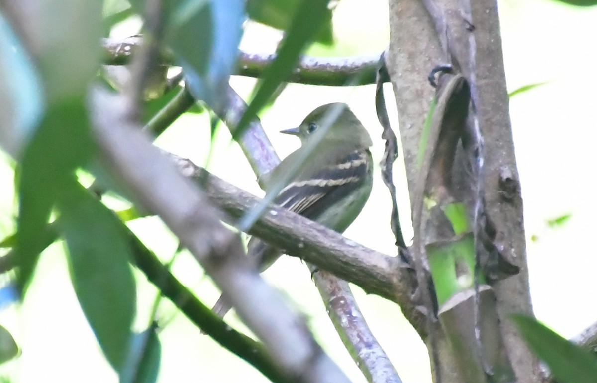 Empidonax sp. - ML642772046