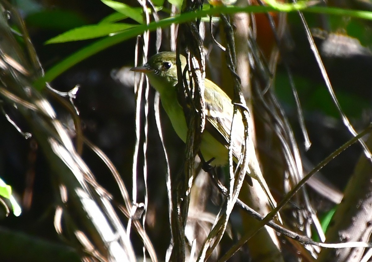 Empidonax sp. - ML642772047