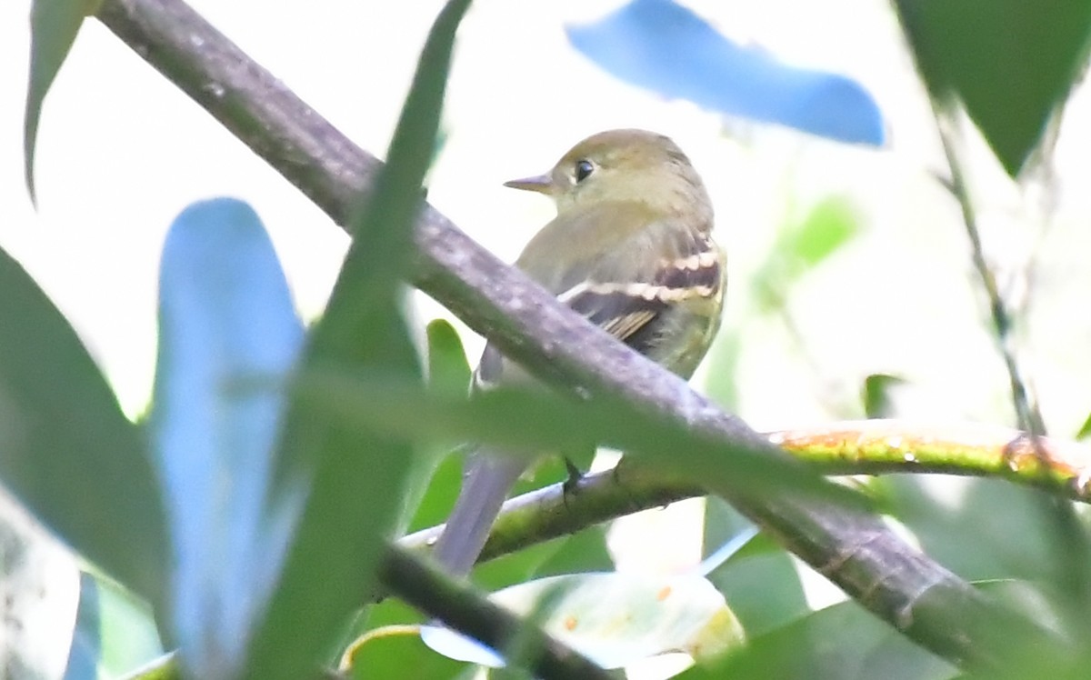 Empidonax sp. - ML642772048
