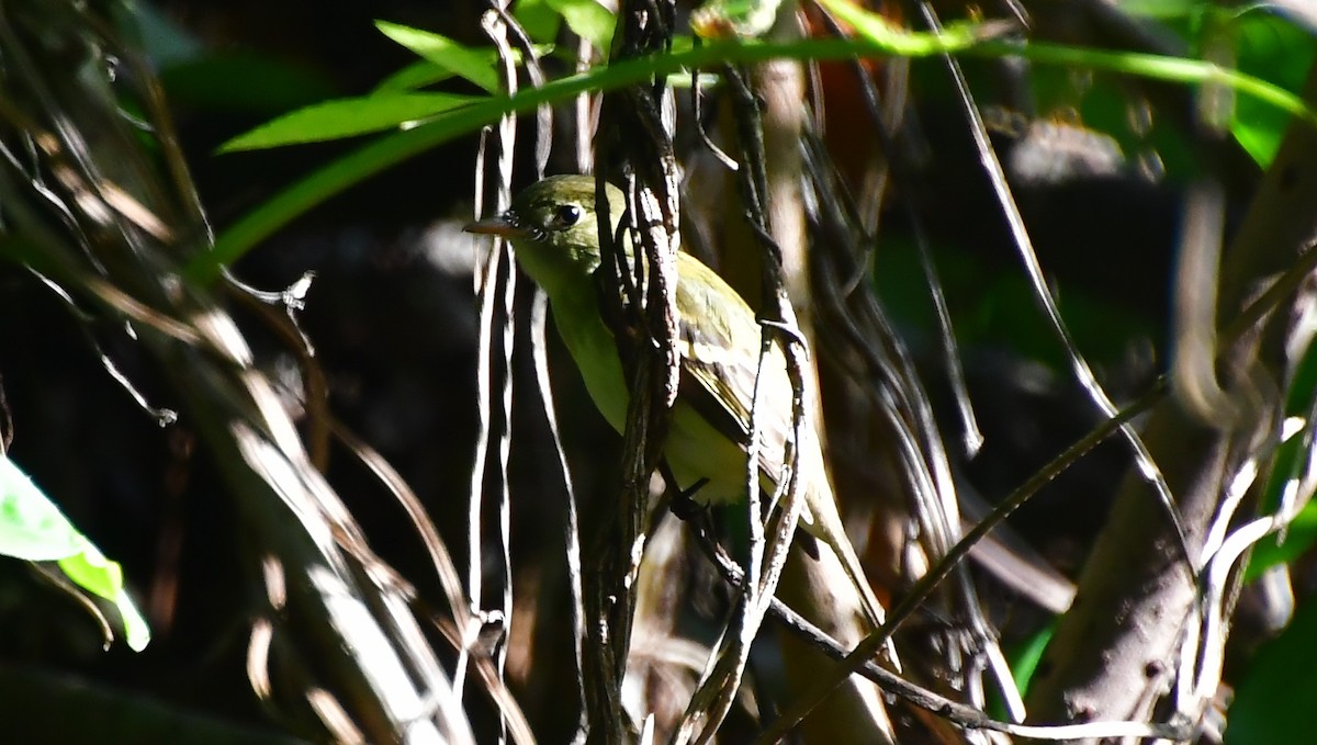 Empidonax sp. - ML642772049