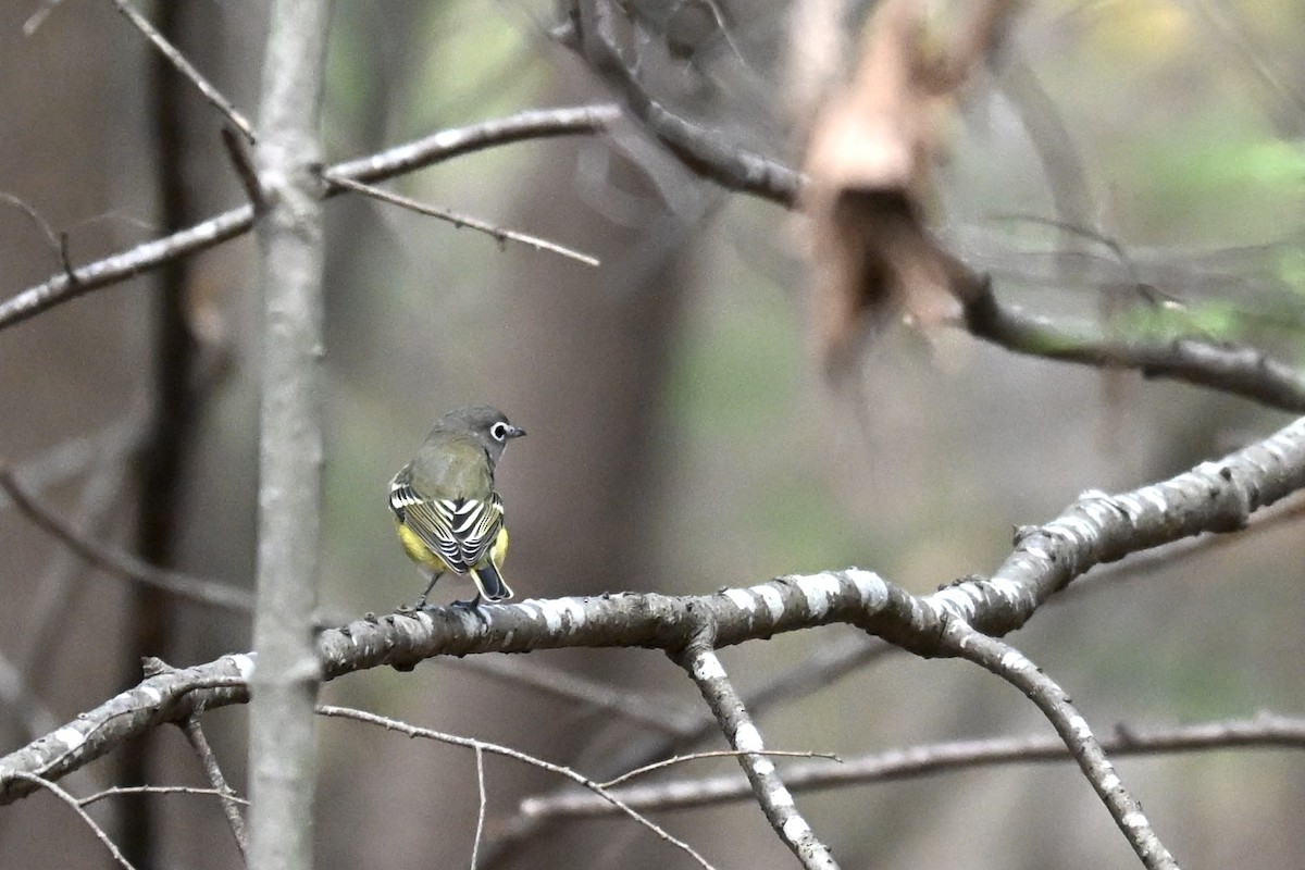 Blue-headed Vireo - ML642772053