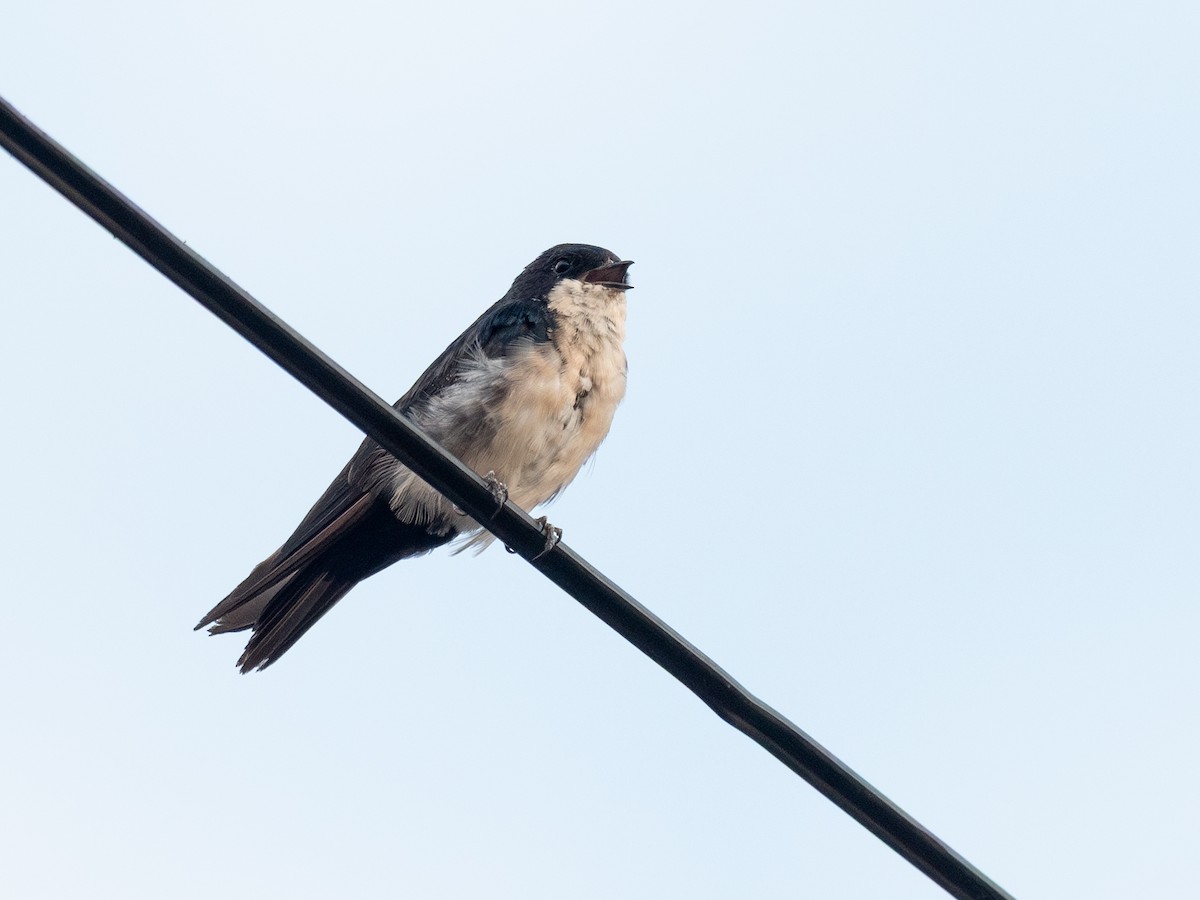 Blue-and-white Swallow - ML642772059