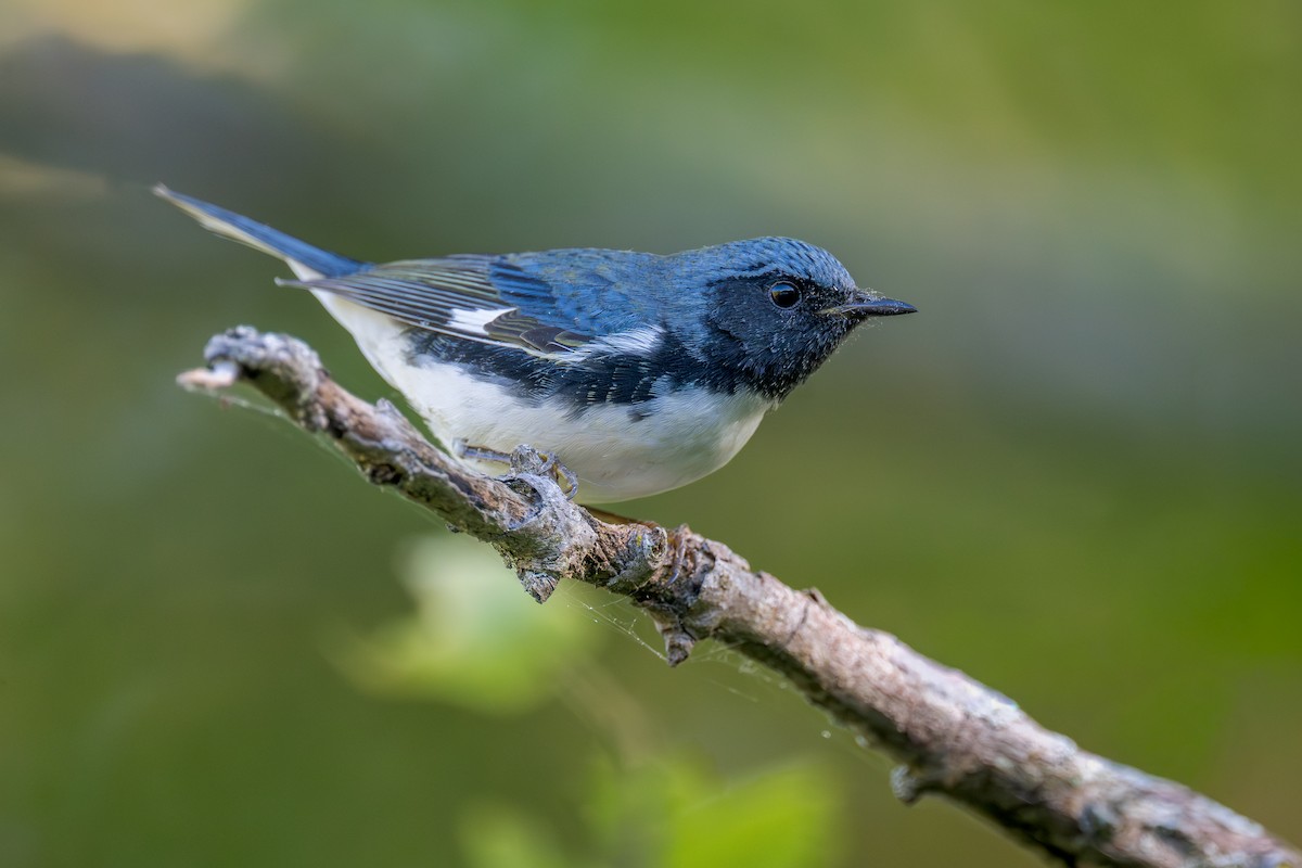 lesňáček modrohřbetý - ML642772066