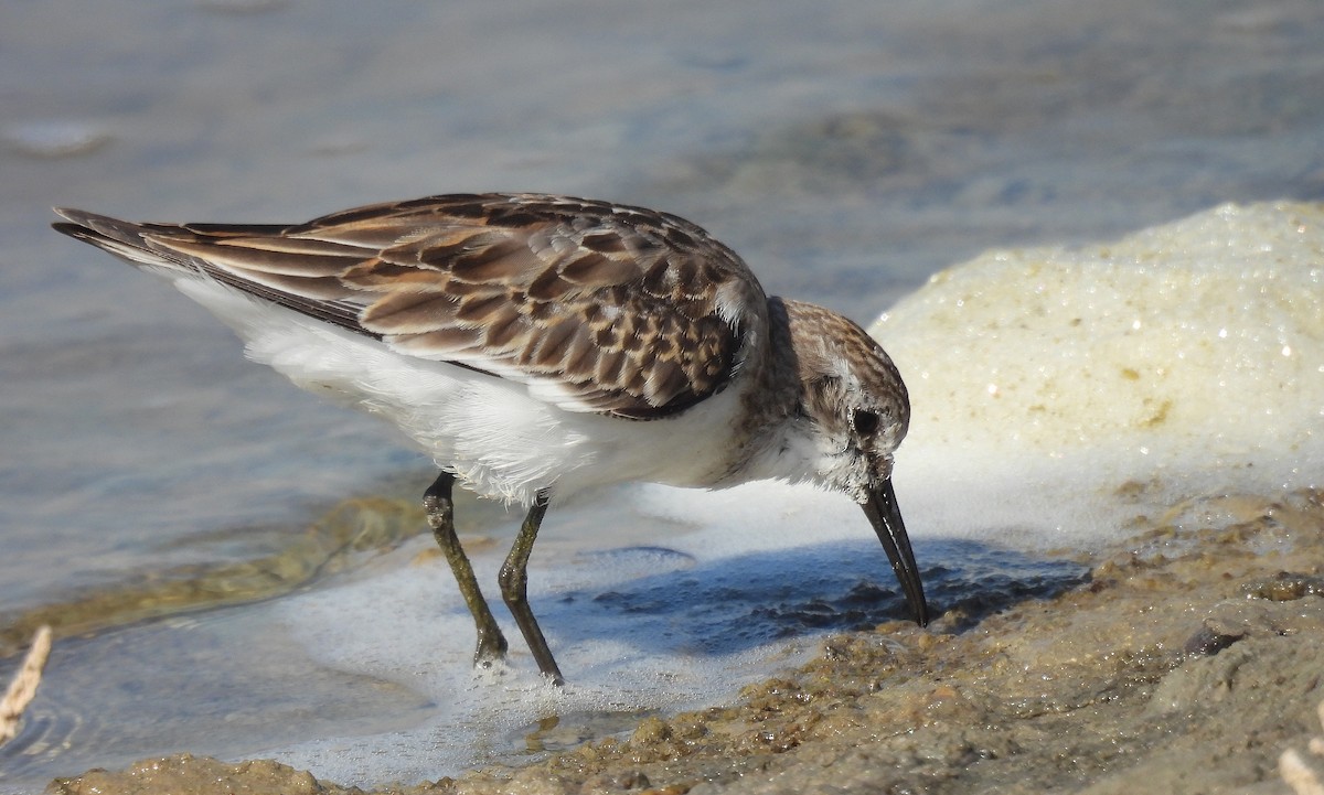 Little Stint - Javier Robres