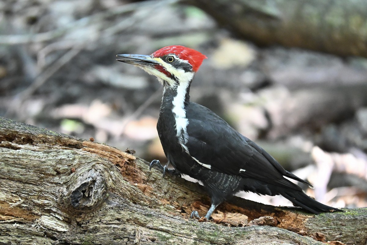 Pileated Woodpecker - ML642772082