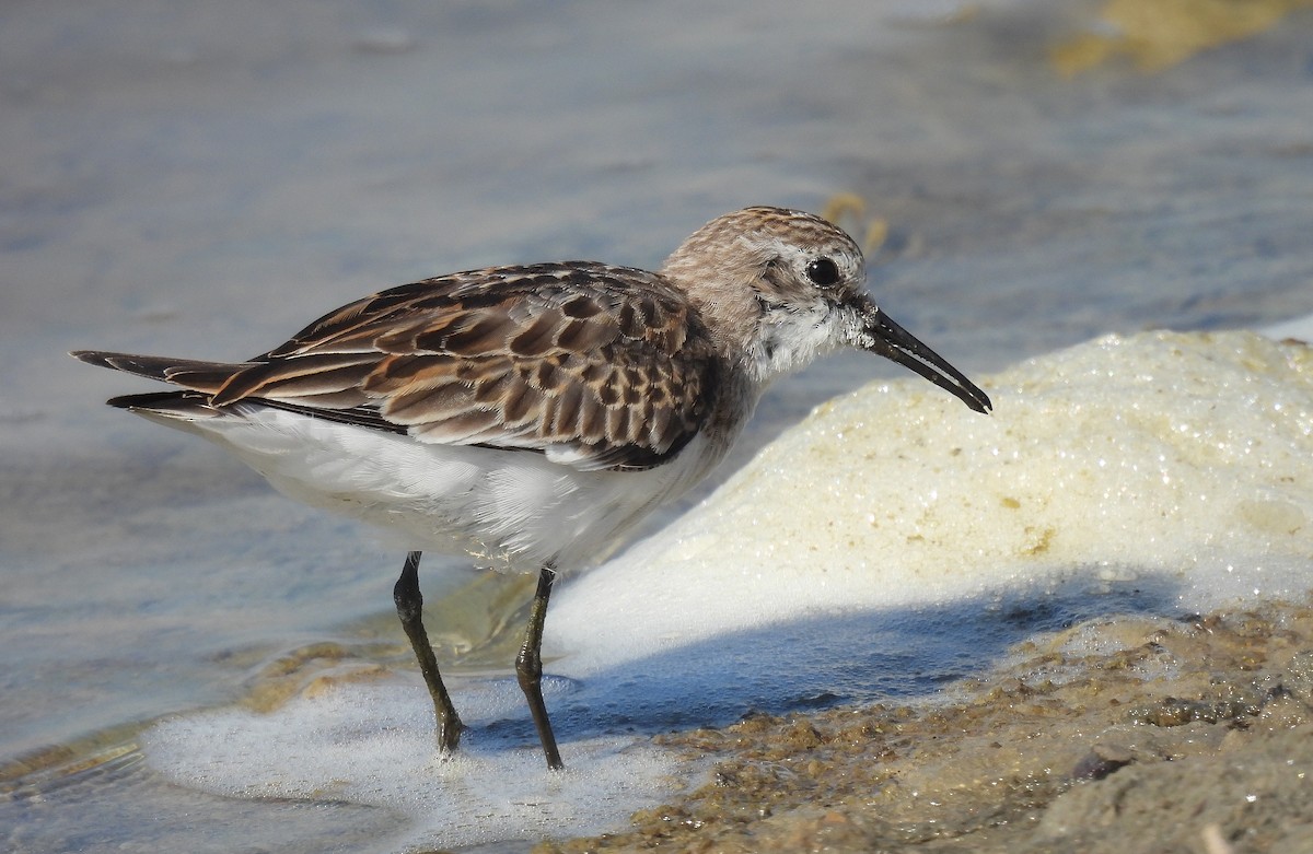 Little Stint - Javier Robres