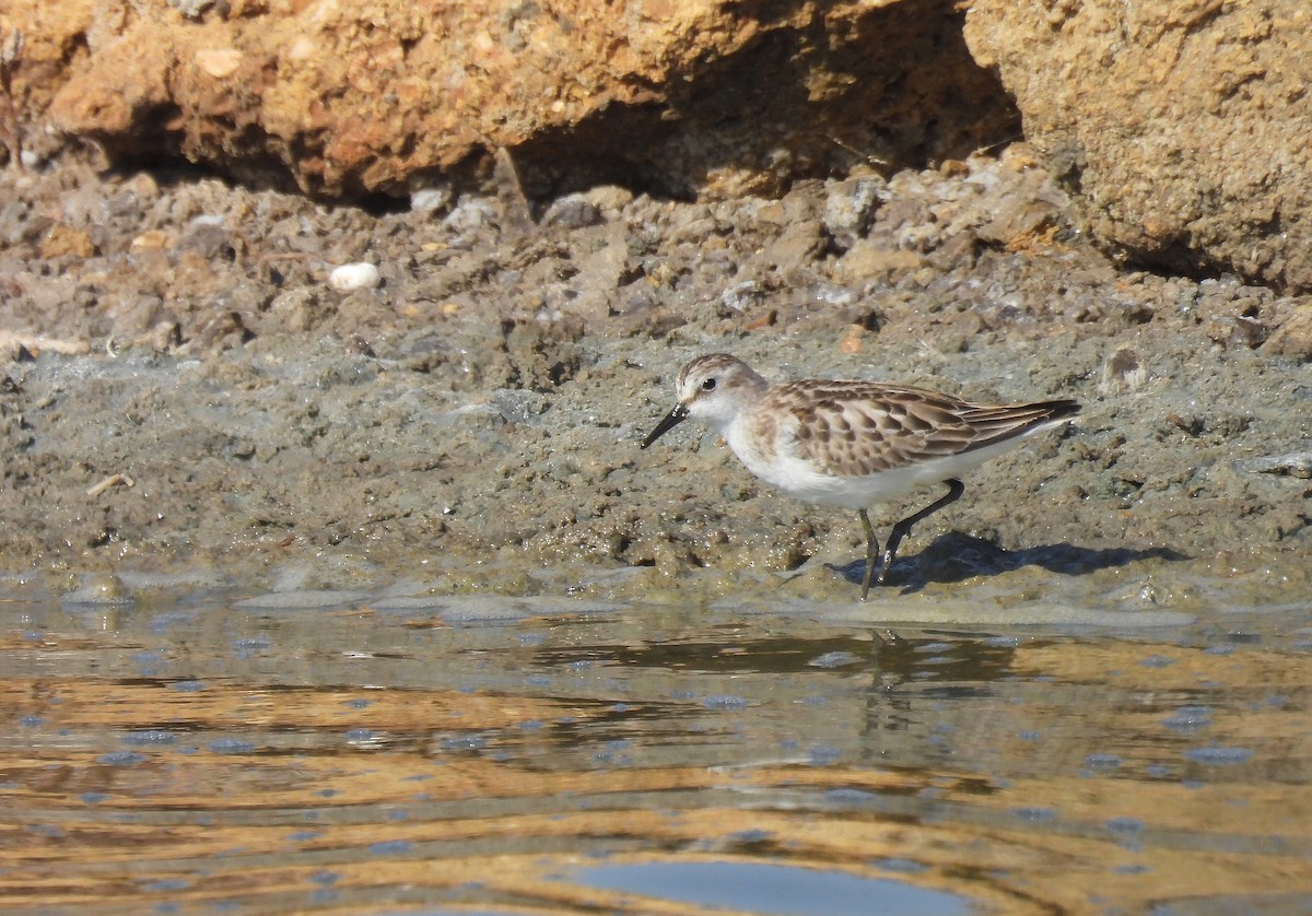 Little Stint - Javier Robres