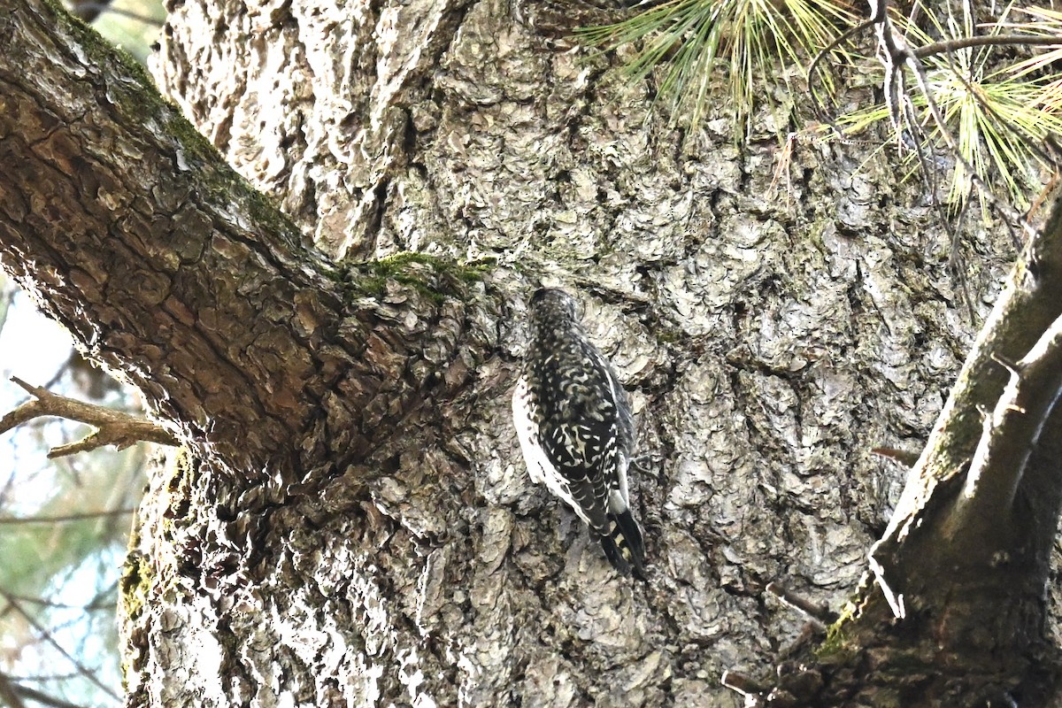 Yellow-bellied Sapsucker - ML642772091