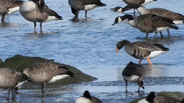 Greater White-fronted Goose - ML642772101