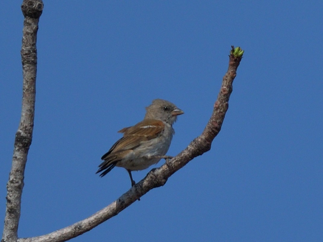Southern Gray-headed Sparrow - ML642772123