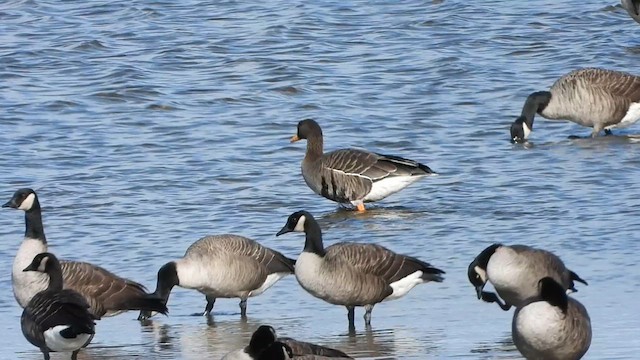 Greater White-fronted Goose - ML642772147