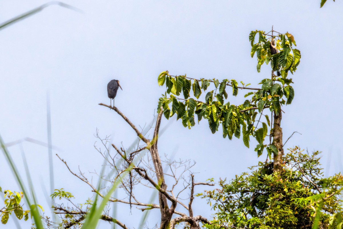 Storm's Stork - ML642772176