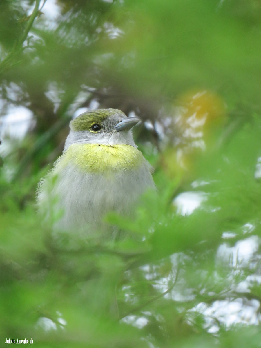 Green-backed Becard - ML642772196
