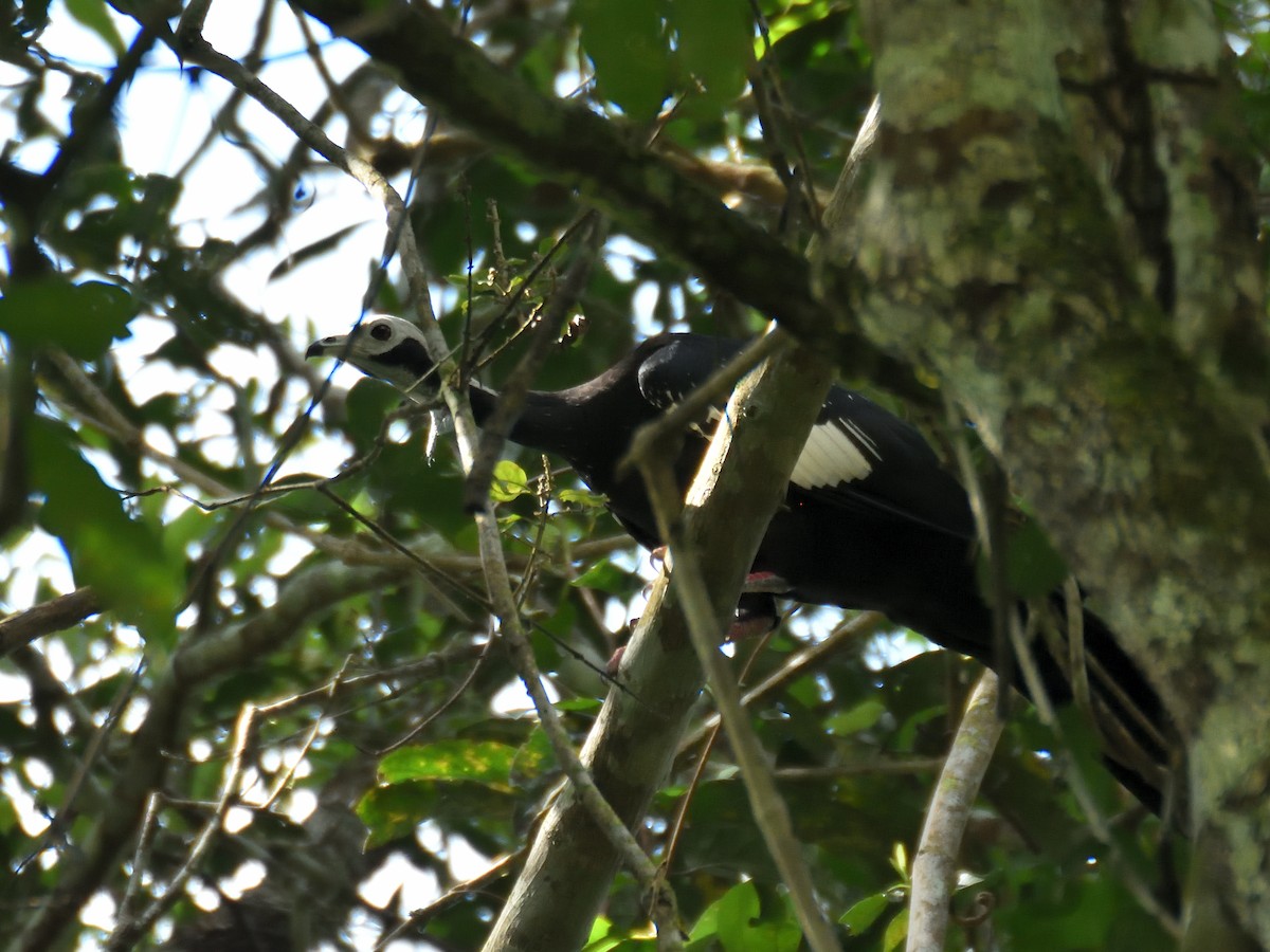White-throated Piping-Guan - ML642772202