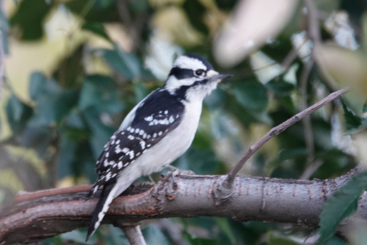 Downy Woodpecker - ML642772226