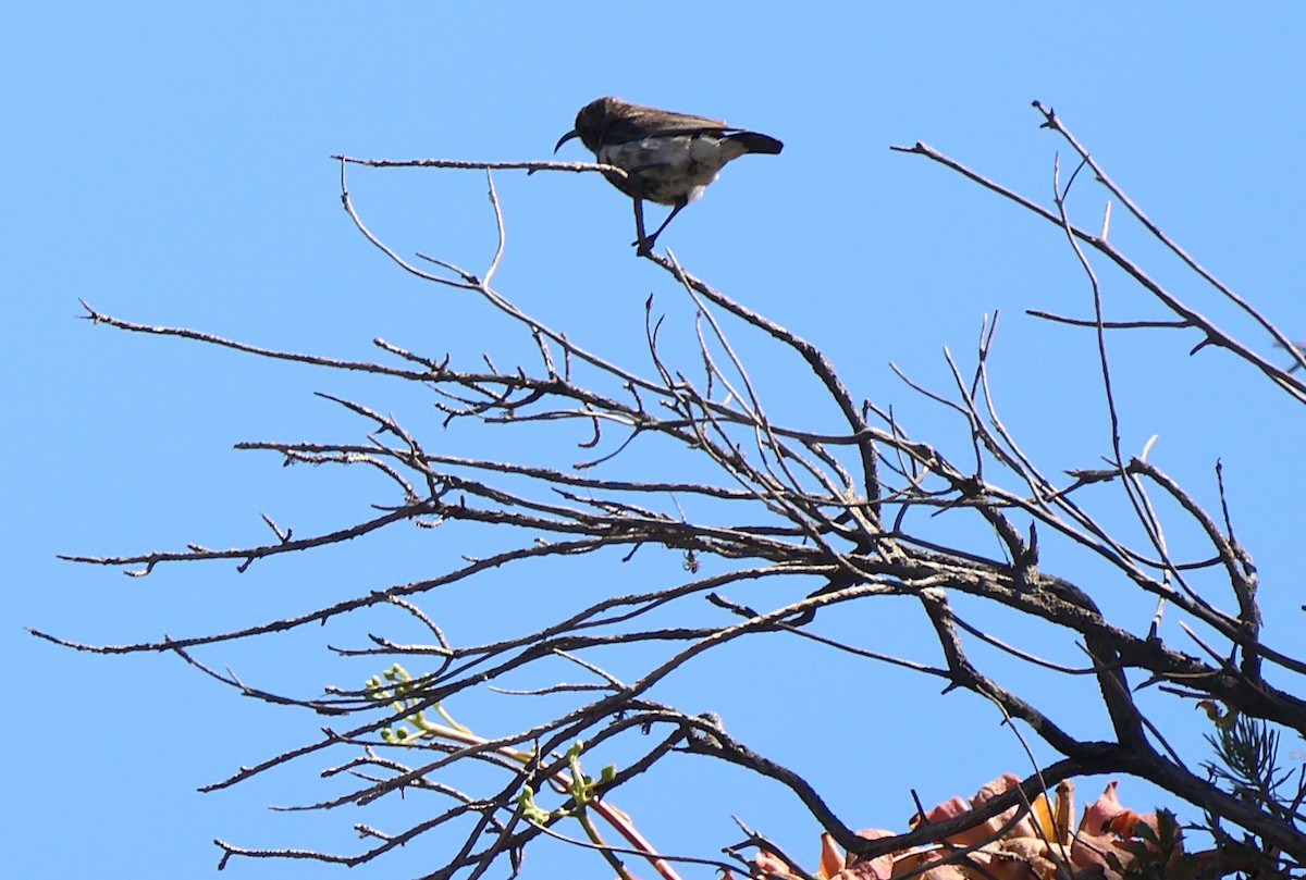 Dusky Sunbird - ML642772231