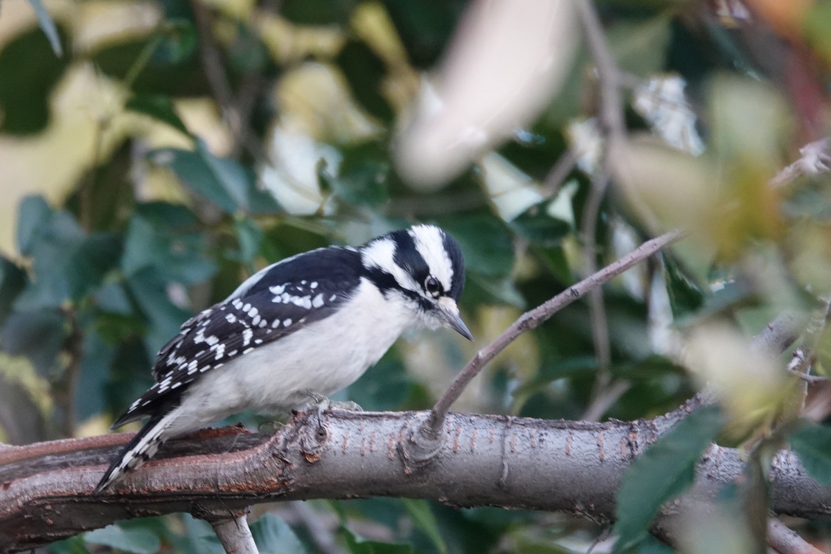 Downy Woodpecker - ML642772235