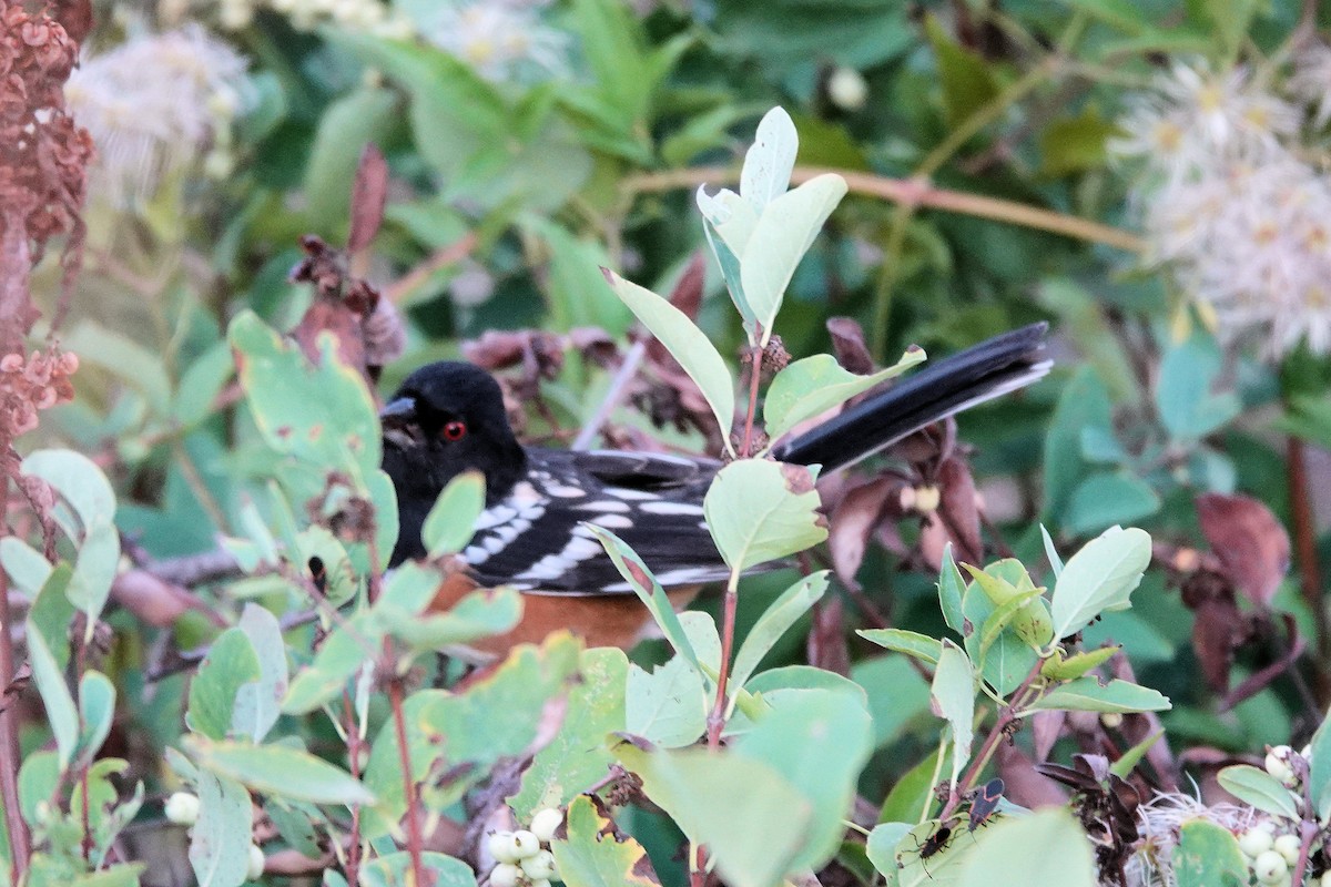Spotted Towhee - ML642772240