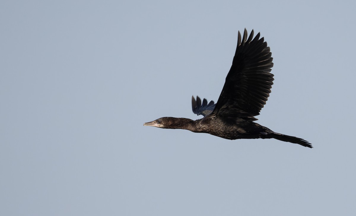 Pygmy Cormorant - ML642772249