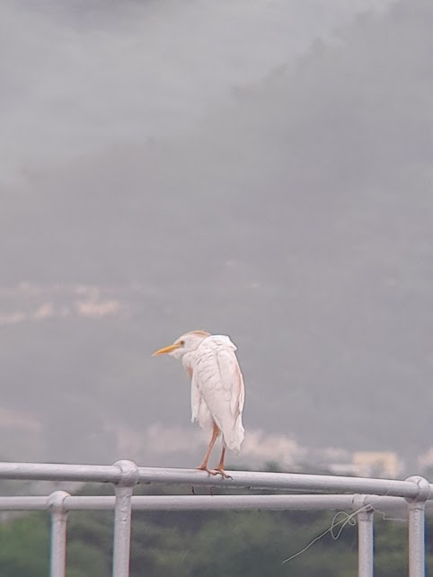 Western Cattle-Egret - ML642772282