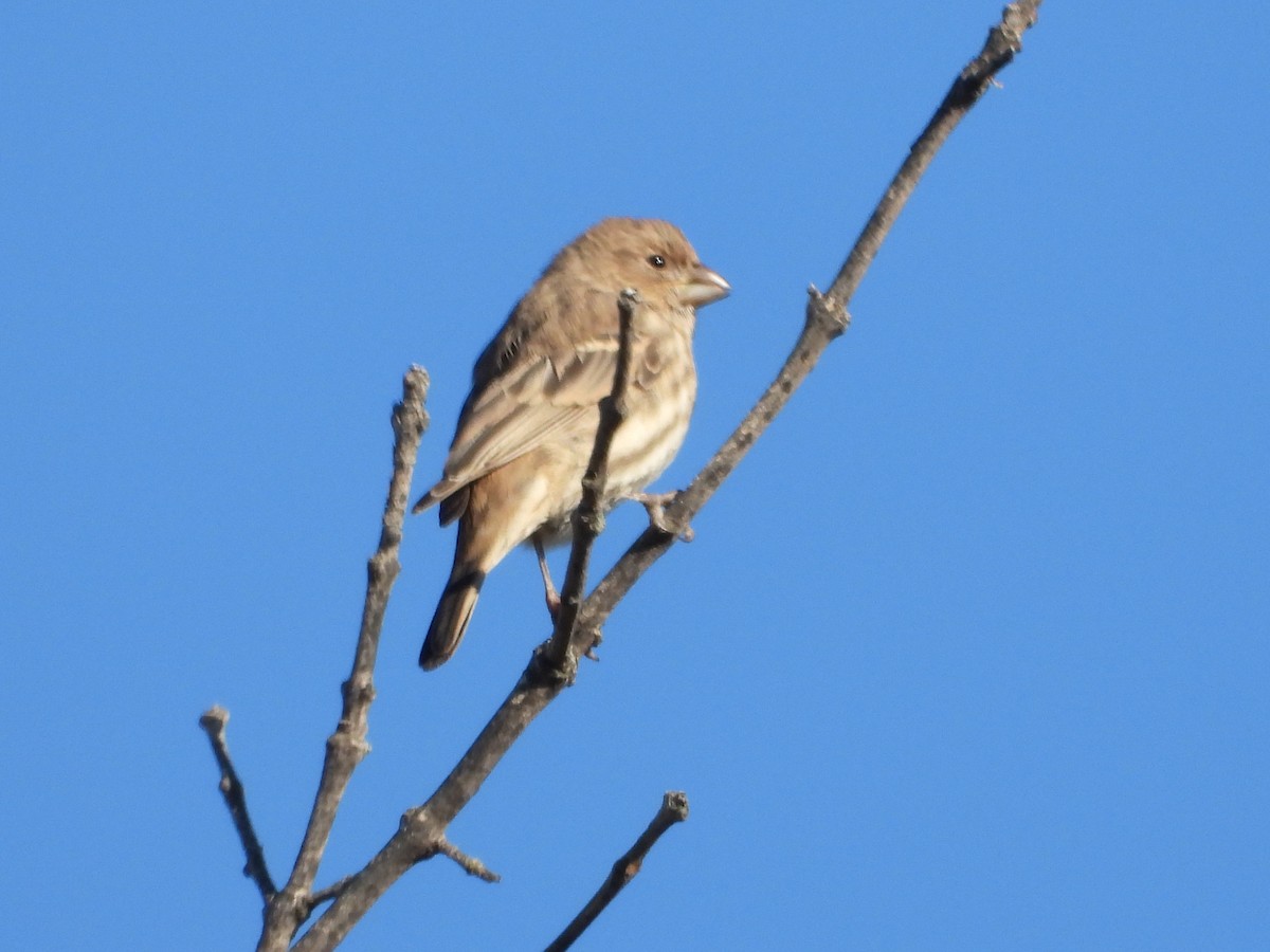 House Finch - ML642772288
