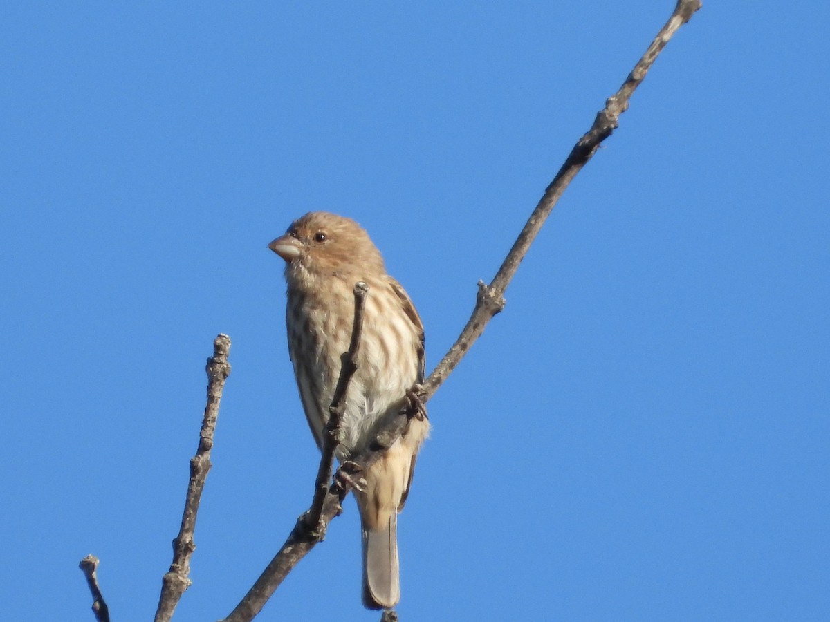 House Finch - ML642772289