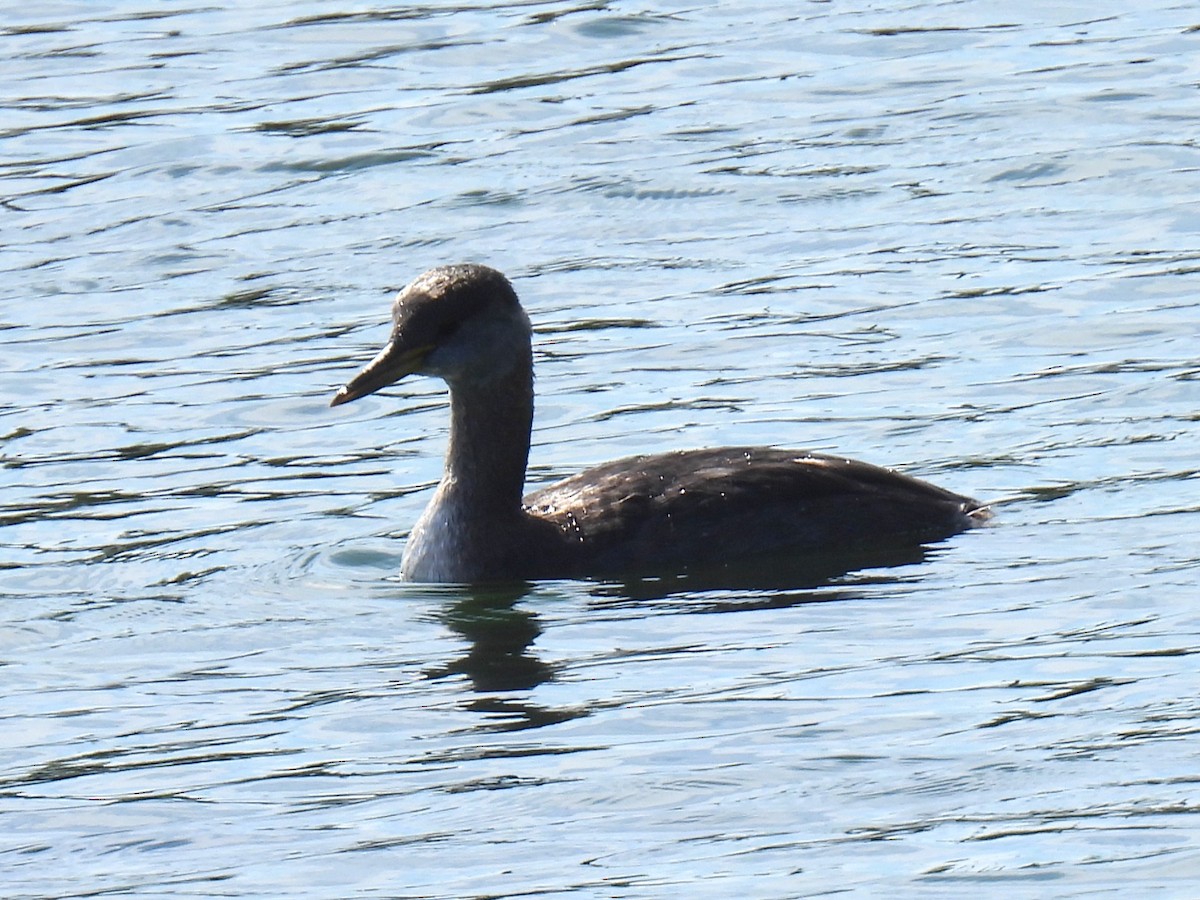 Red-necked Grebe - ML642772290